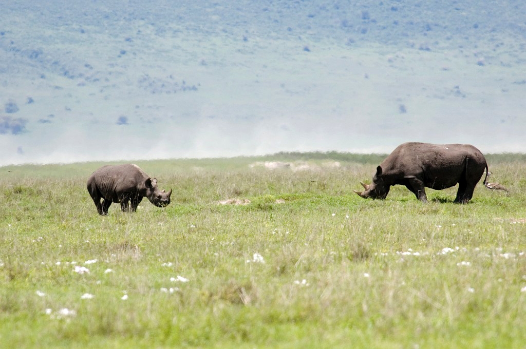 Ngorongoro Nasehorn med unge00.jpg - Black Rhinocerus (Diceros bicornis), Ngorongoro Tanzania March 2006